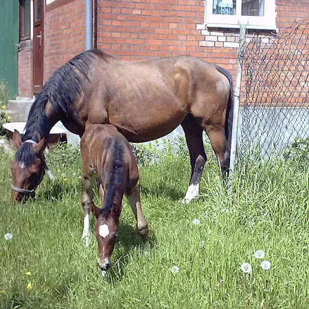 Ferienwohnung Heidehof Bunge * Uelzen